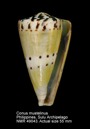Conus mustelinus.jpg - Conus mustelinusHwass in Bruguière,1792